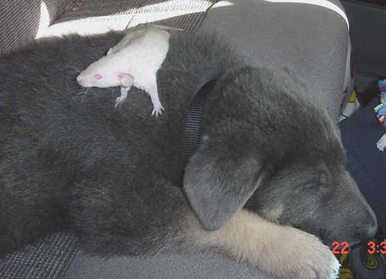 HTR Mia and new puppy "Neo" in the van on the way home from Washington.