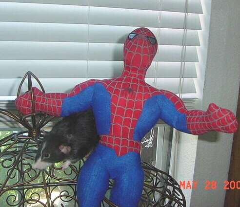 AP Ranger posing with spiderman