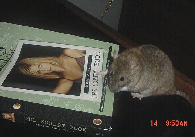 Ok, my picture should be there, I am the real Buffy... **BSR Buffy**