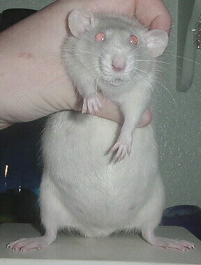 A very pregnant Glory!!