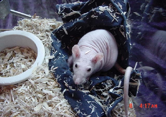 RR Lexi in her nest when she had kits