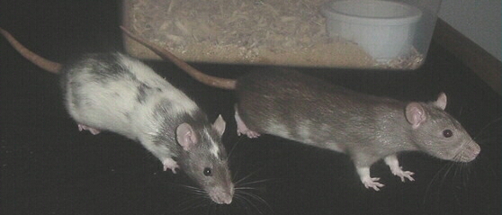 MAR Hollywood and MAR Tess