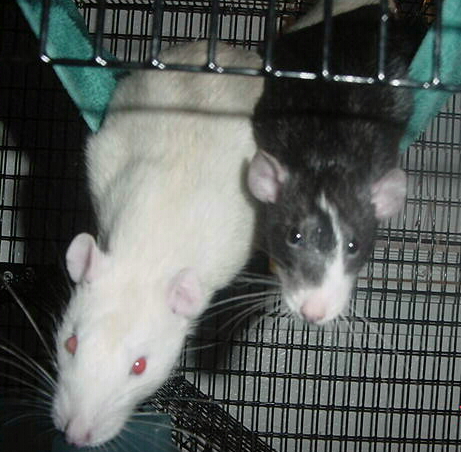 HELLO!!! **RR Dude and AP Ranger**